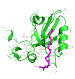 Protein-Peptide Interaction